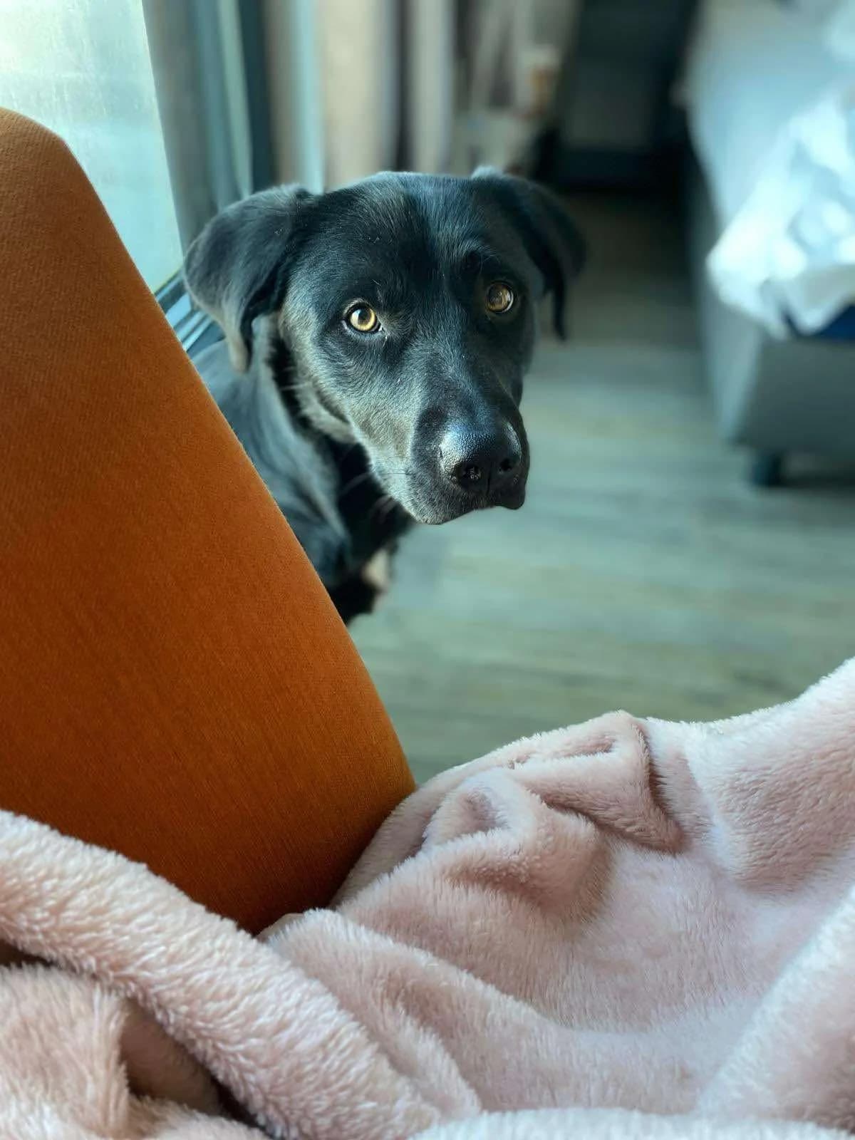 Milo, male Mixed Breed for adoption at Tierheimhelden — photo 2 of 8