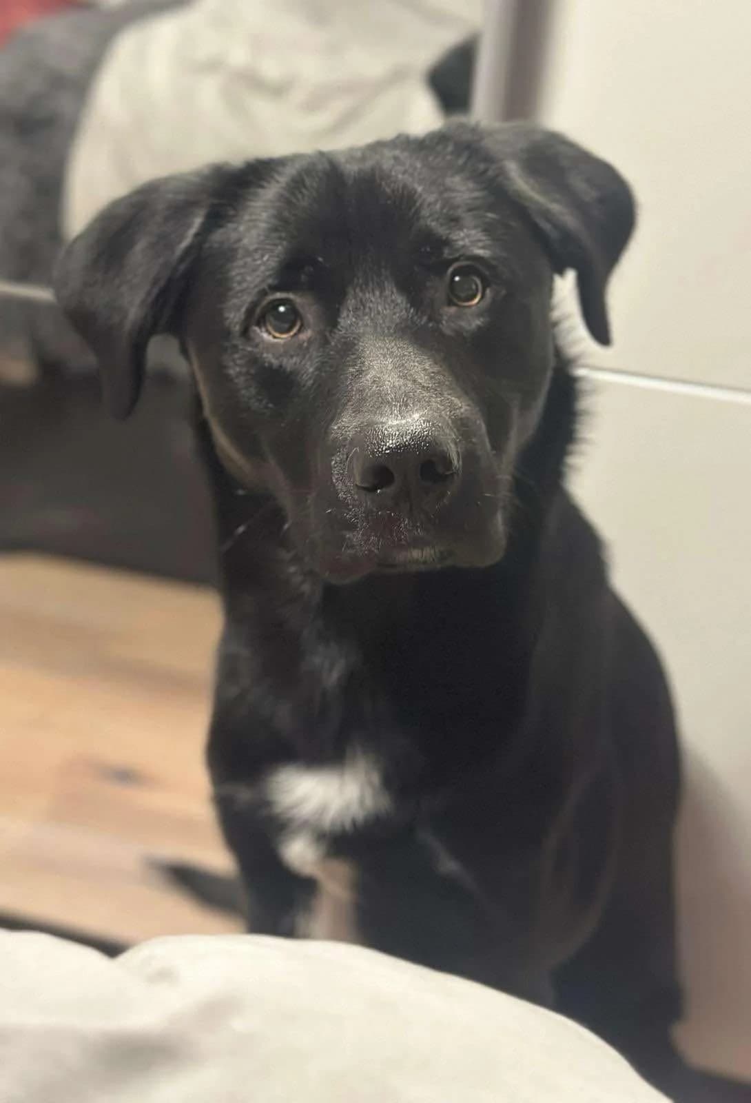 Milo, male Mixed Breed for adoption at Tierheimhelden — photo 3 of 8