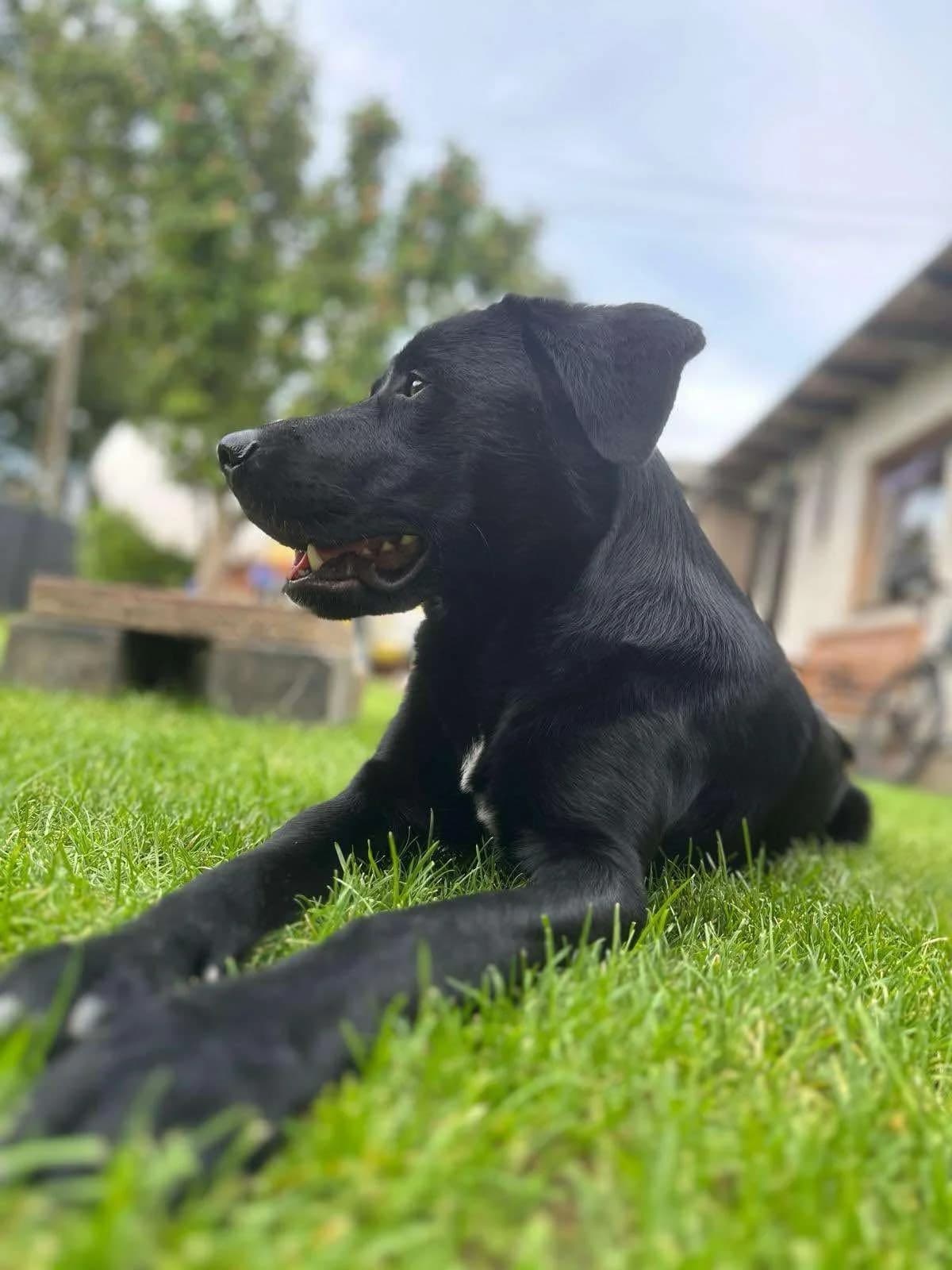 Milo, male Mixed Breed for adoption at Tierheimhelden — photo 4 of 8