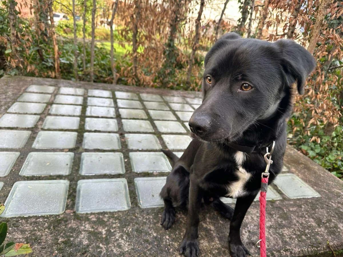 Milo, male Mixed Breed for adoption at Tierheimhelden — photo 5 of 8