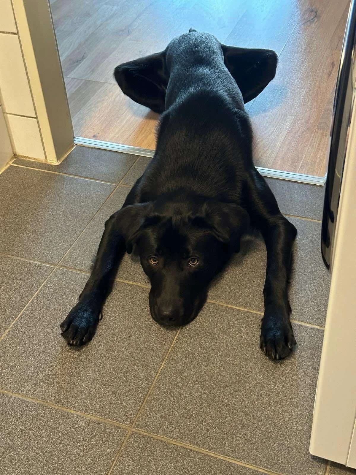 Milo, male Mixed Breed for adoption at Tierheimhelden — photo 6 of 8