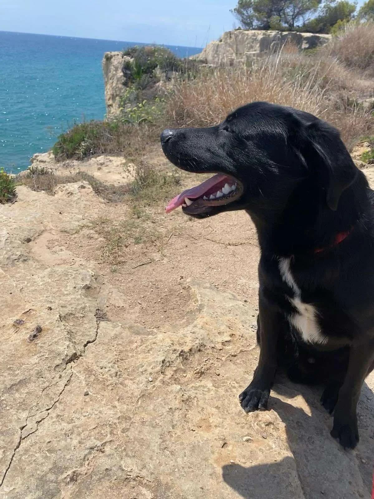 Milo, male Mixed Breed for adoption at Tierheimhelden — photo 7 of 8