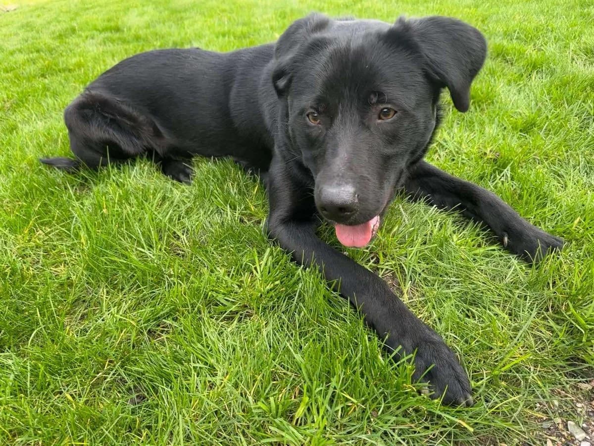 Milo, male Mixed Breed for adoption at Tierheimhelden — photo 8 of 8