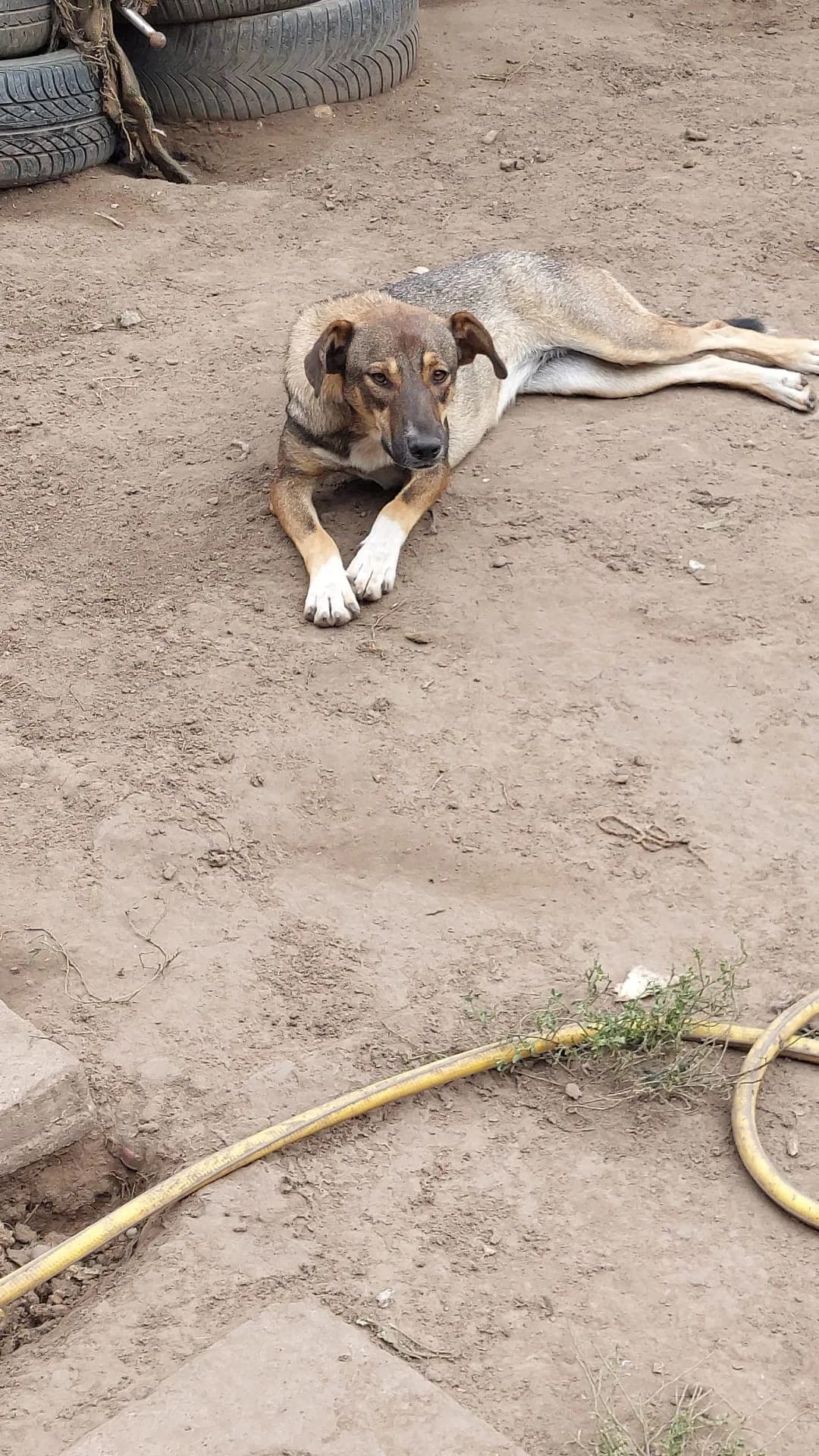 Melli, female Mixed Breed for adoption at Tierheimhelden