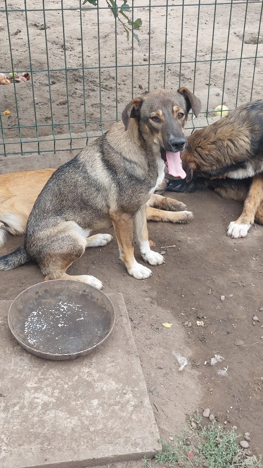 Melli, female Mixed Breed for adoption at Tierheimhelden — photo 2 of 3