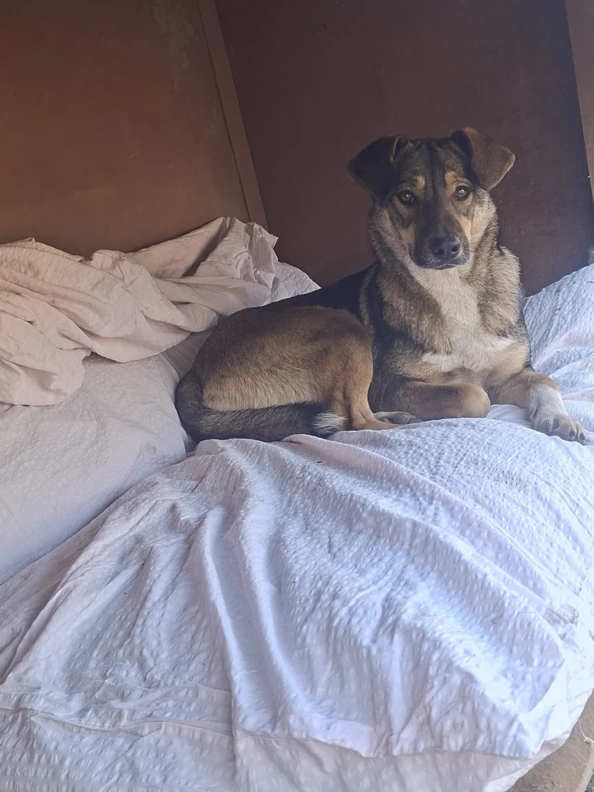 Melli, female Mixed Breed for adoption at Tierheimhelden — photo 3 of 3