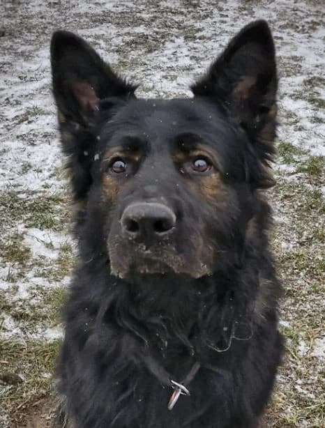 Ork, male German Shepherd for adoption at Tierheimhelden