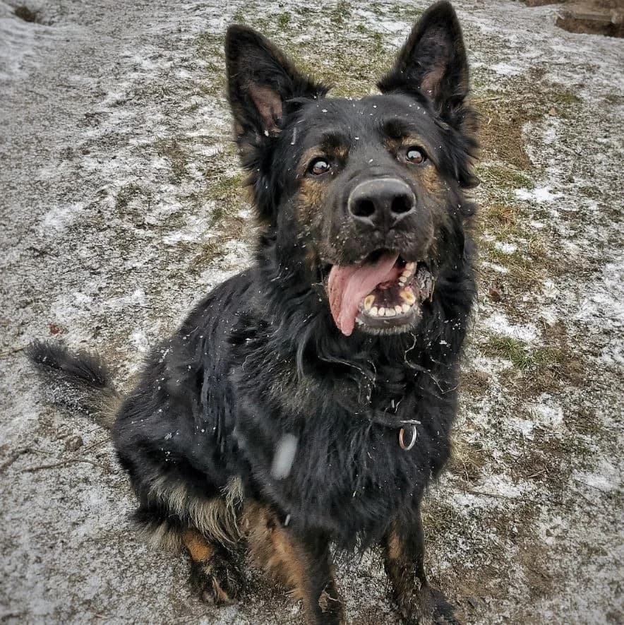 Ork, male German Shepherd for adoption at Tierheimhelden — photo 2 of 7