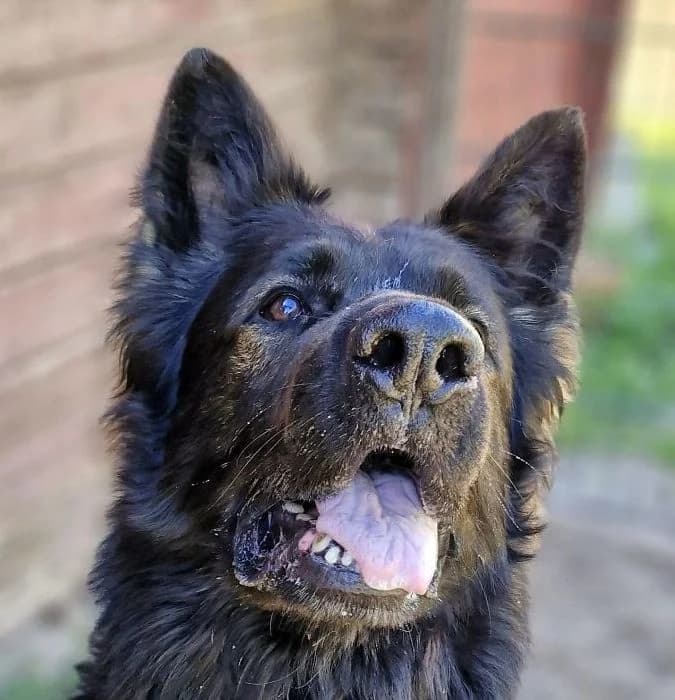 Ork, male German Shepherd for adoption at Tierheimhelden — photo 3 of 7
