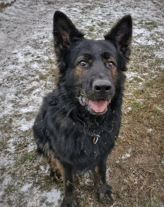Ork, male German Shepherd for adoption at Tierheimhelden — photo 4 of 7