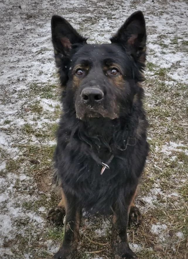 Ork, male German Shepherd for adoption at Tierheimhelden — photo 5 of 7
