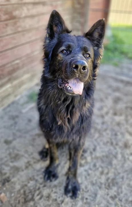 Ork, male German Shepherd for adoption at Tierheimhelden — photo 6 of 7