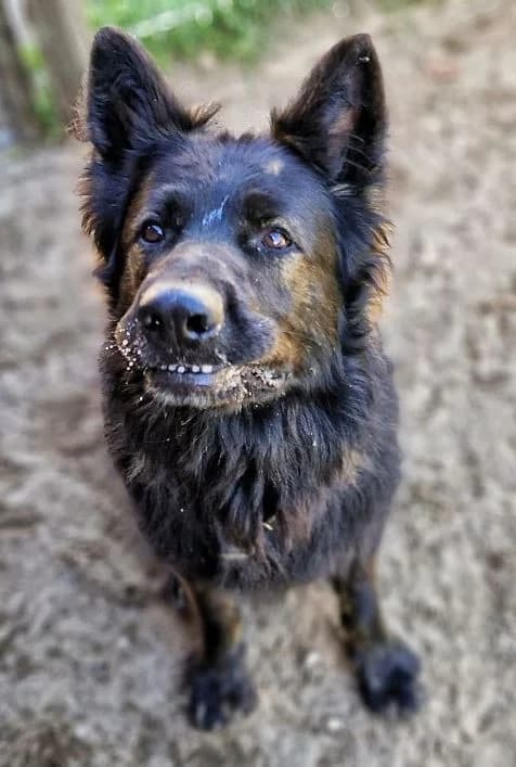 Ork, male German Shepherd for adoption at Tierheimhelden — photo 7 of 7