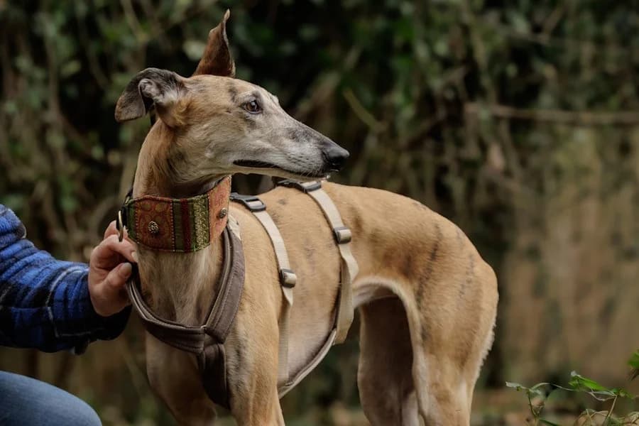 Amaya, 26810 Westoverledingen, female Galgo Español for adoption at Tierheimhelden
