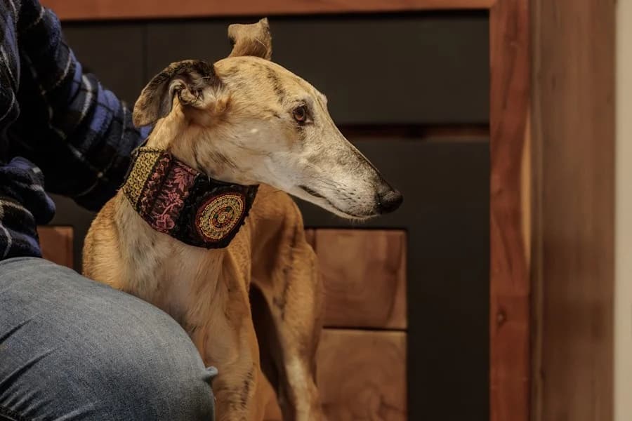 Amaya, 26810 Westoverledingen, female Galgo Español for adoption at Tierheimhelden — photo 2 of 40