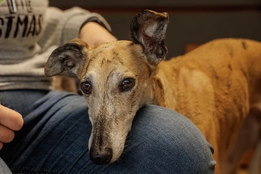 Amaya, 26810 Westoverledingen, female Galgo Español for adoption at Tierheimhelden — photo 3 of 40
