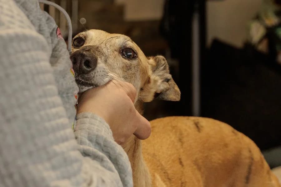 Amaya, 26810 Westoverledingen, female Galgo Español for adoption at Tierheimhelden — photo 4 of 40