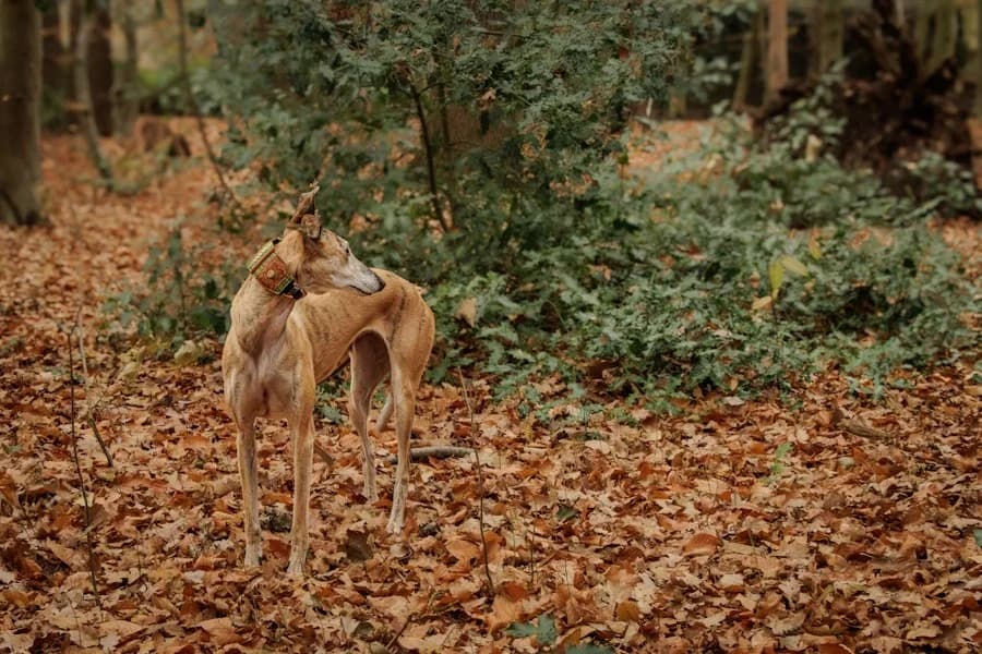 Amaya, 26810 Westoverledingen, female Galgo Español for adoption at Tierheimhelden — photo 5 of 40