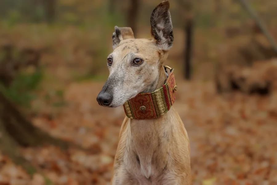 Amaya, 26810 Westoverledingen, female Galgo Español for adoption at Tierheimhelden — photo 6 of 40