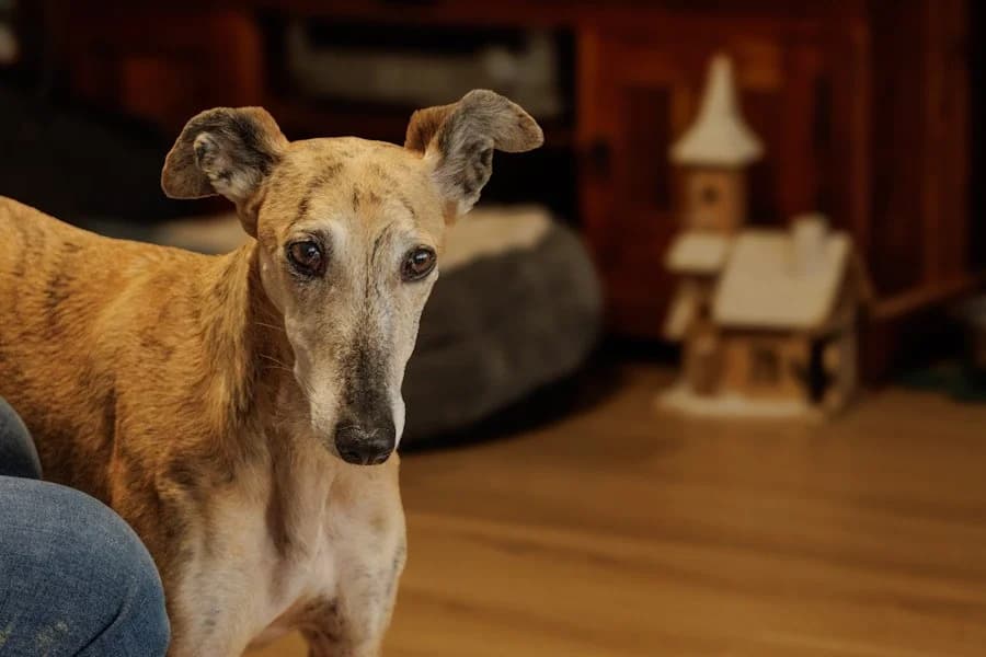 Amaya, 26810 Westoverledingen, female Galgo Español for adoption at Tierheimhelden — photo 7 of 40