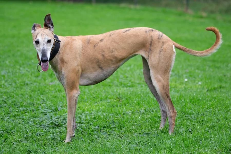Amaya, 26810 Westoverledingen, female Galgo Español for adoption at Tierheimhelden — photo 8 of 40