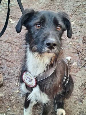 Otis, male Mixed Breed for adoption at Tierheimhelden
