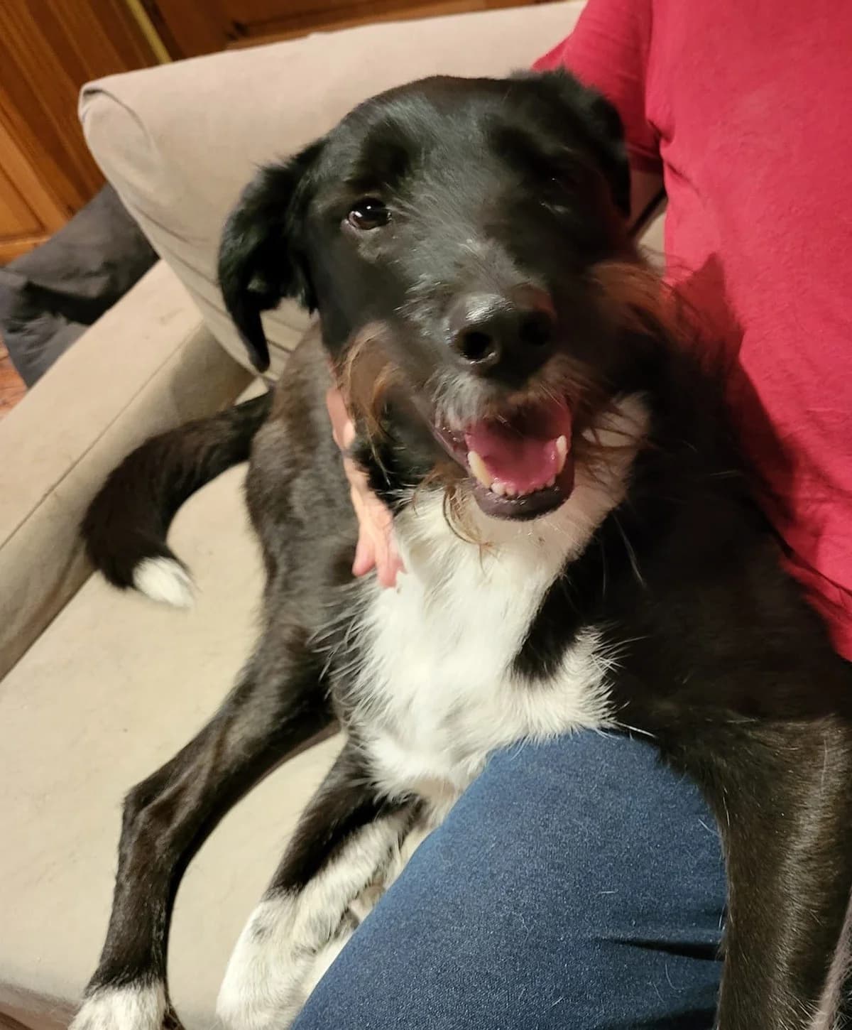 Otis, male Mixed Breed for adoption at Tierheimhelden — photo 2 of 11