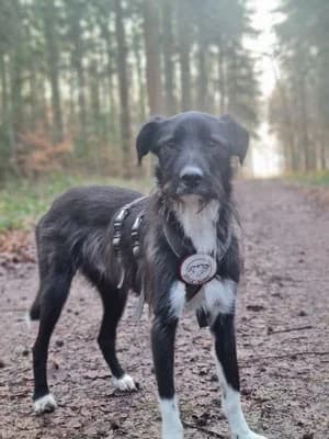 Otis, male Mixed Breed for adoption at Tierheimhelden — photo 3 of 11