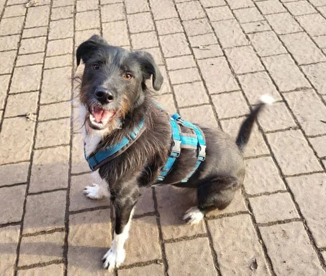 Otis, male Mixed Breed for adoption at Tierheimhelden — photo 4 of 11