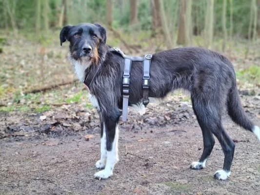 Otis, male Mixed Breed for adoption at Tierheimhelden — photo 5 of 11