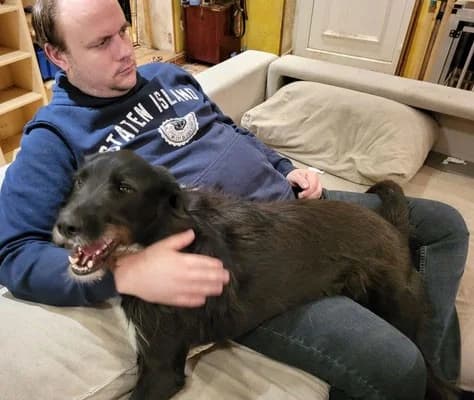 Otis, male Mixed Breed for adoption at Tierheimhelden — photo 6 of 11