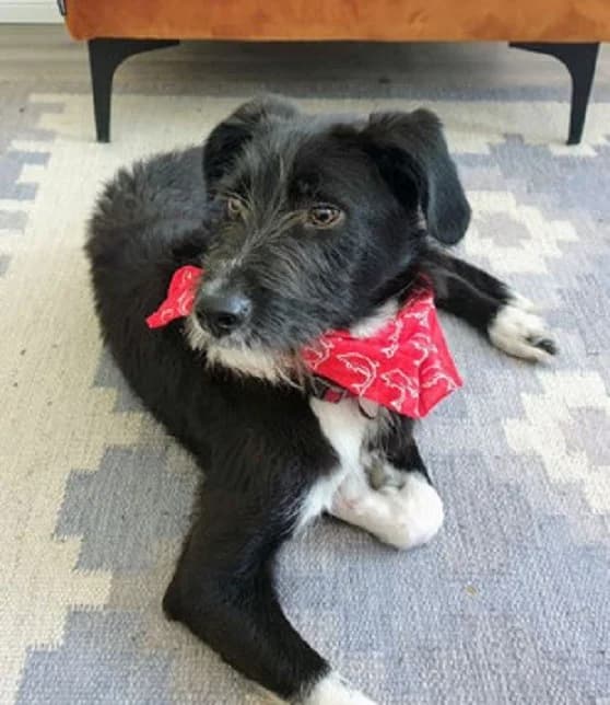 Otis, male Mixed Breed for adoption at Tierheimhelden — photo 7 of 11