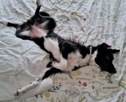 Otis, male Mixed Breed for adoption at Tierheimhelden — photo 8 of 11