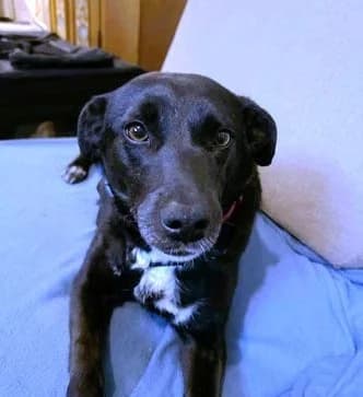 Shira, female Labrador Retriever for adoption at Tierheimhelden