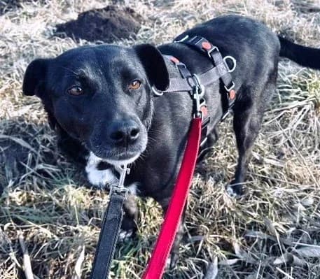 Shira, female Labrador Retriever for adoption at Tierheimhelden — photo 2 of 12