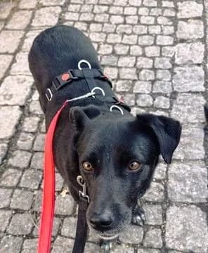 Shira, female Labrador Retriever for adoption at Tierheimhelden — photo 3 of 12