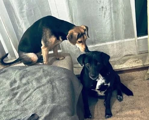 Shira, female Labrador Retriever for adoption at Tierheimhelden — photo 4 of 12