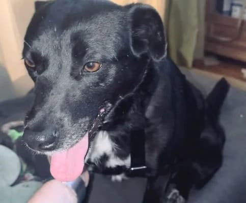 Shira, female Labrador Retriever for adoption at Tierheimhelden — photo 5 of 12