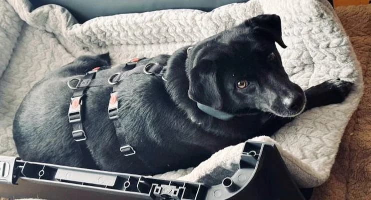 Shira, female Labrador Retriever for adoption at Tierheimhelden — photo 6 of 12