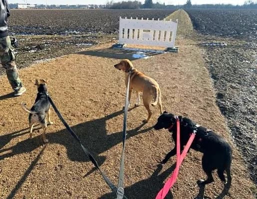Shira, female Labrador Retriever for adoption at Tierheimhelden — photo 7 of 12