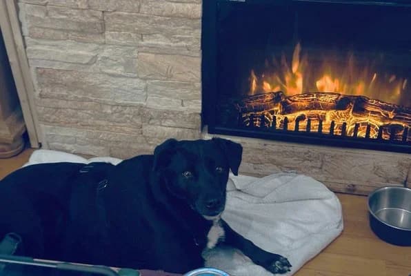 Shira, female Labrador Retriever for adoption at Tierheimhelden — photo 8 of 12