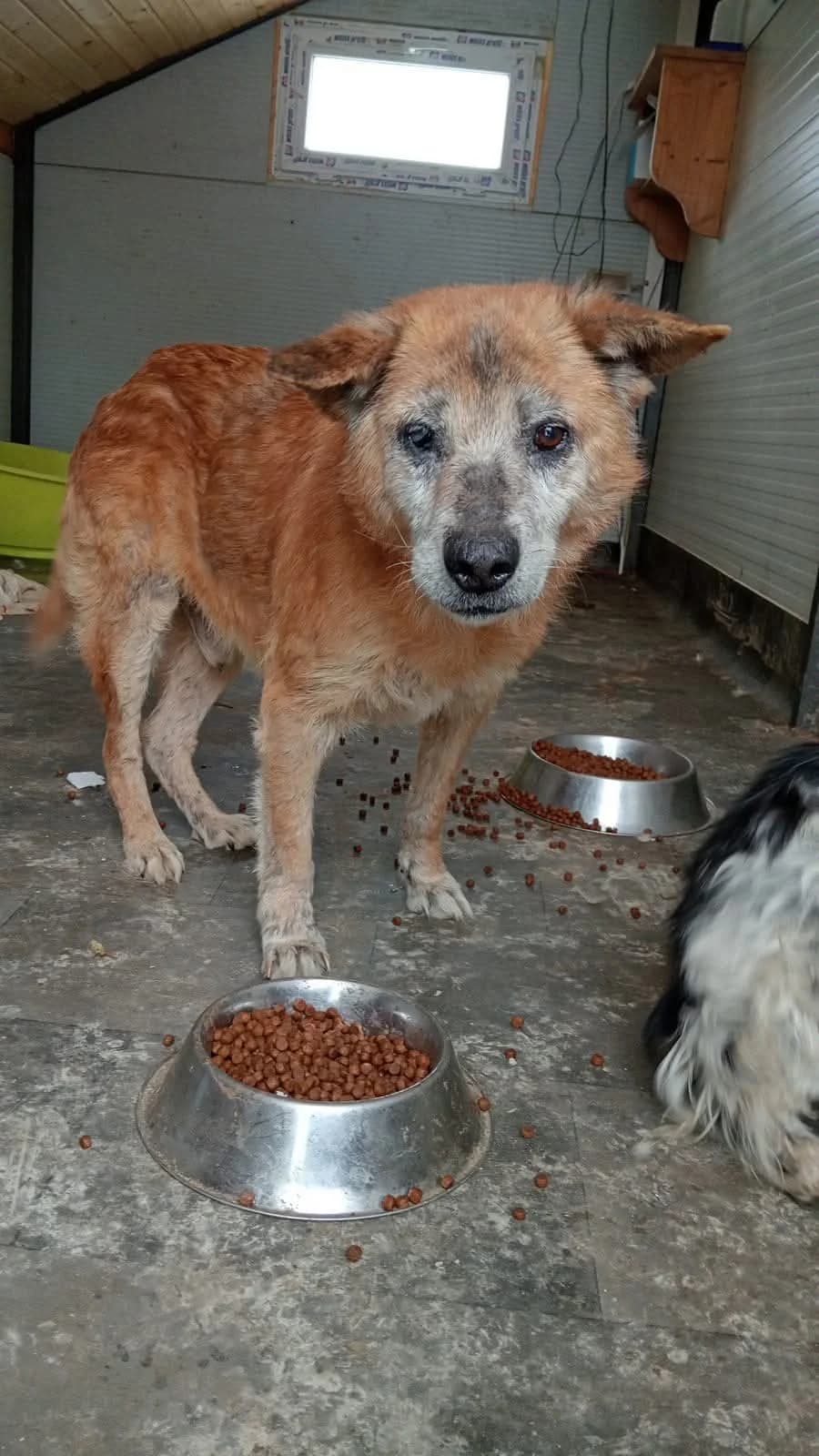 Xaver, male Mixed Breed for adoption at Tierheimhelden