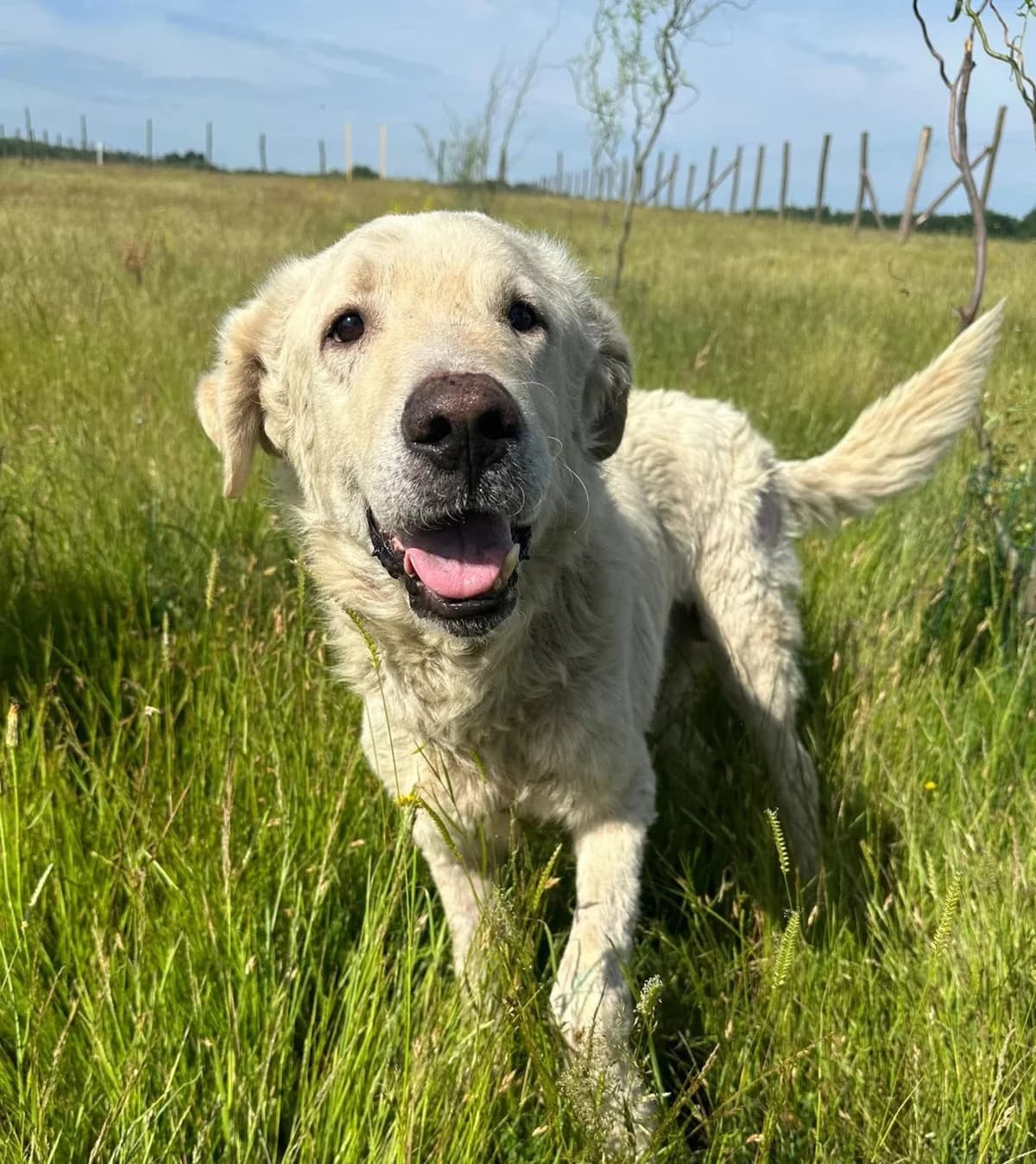 Freddy, male Mixed Breed for adoption at Tierheimhelden