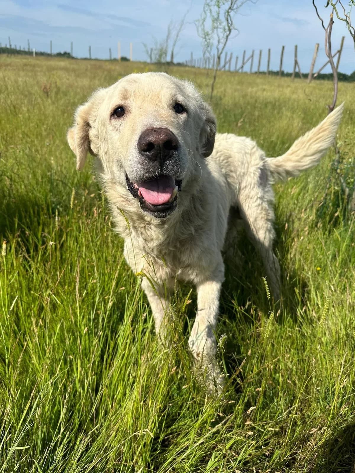 Freddy, male Mixed Breed for adoption at Tierheimhelden — photo 2 of 3