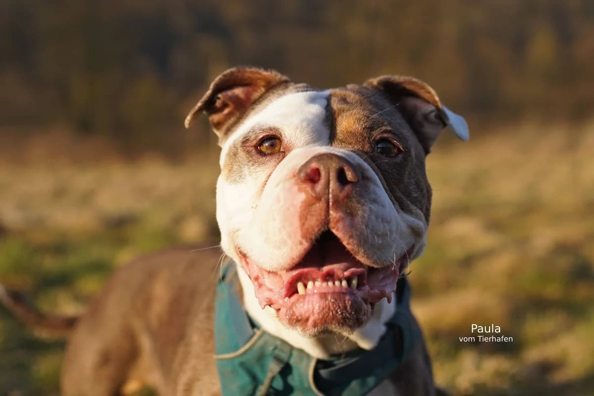 Paula, female English Bulldog for adoption at Tierheimhelden