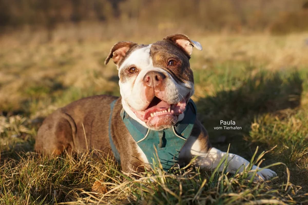 Paula, female English Bulldog for adoption at Tierheimhelden — photo 2 of 6