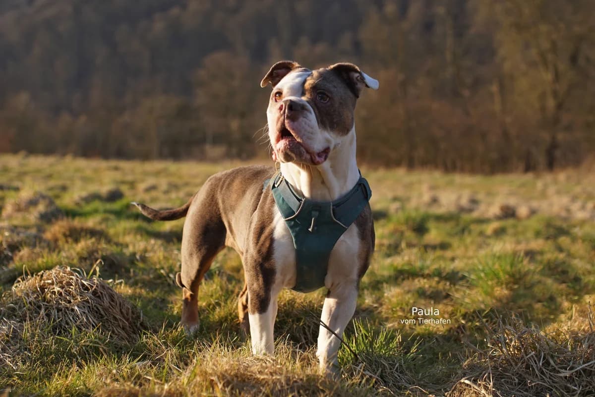 Paula, female English Bulldog for adoption at Tierheimhelden — photo 3 of 6