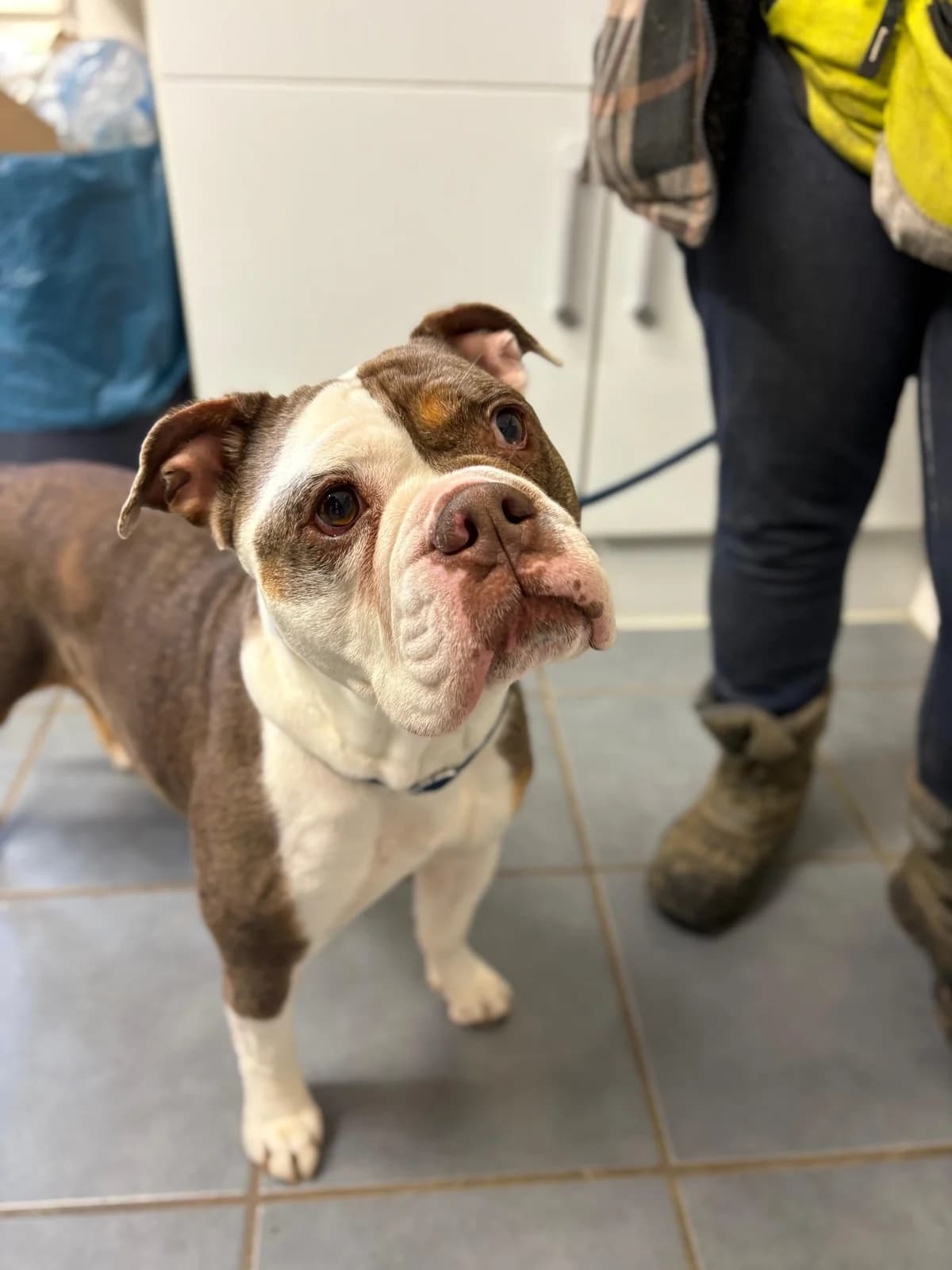 Paula, female English Bulldog for adoption at Tierheimhelden — photo 5 of 6