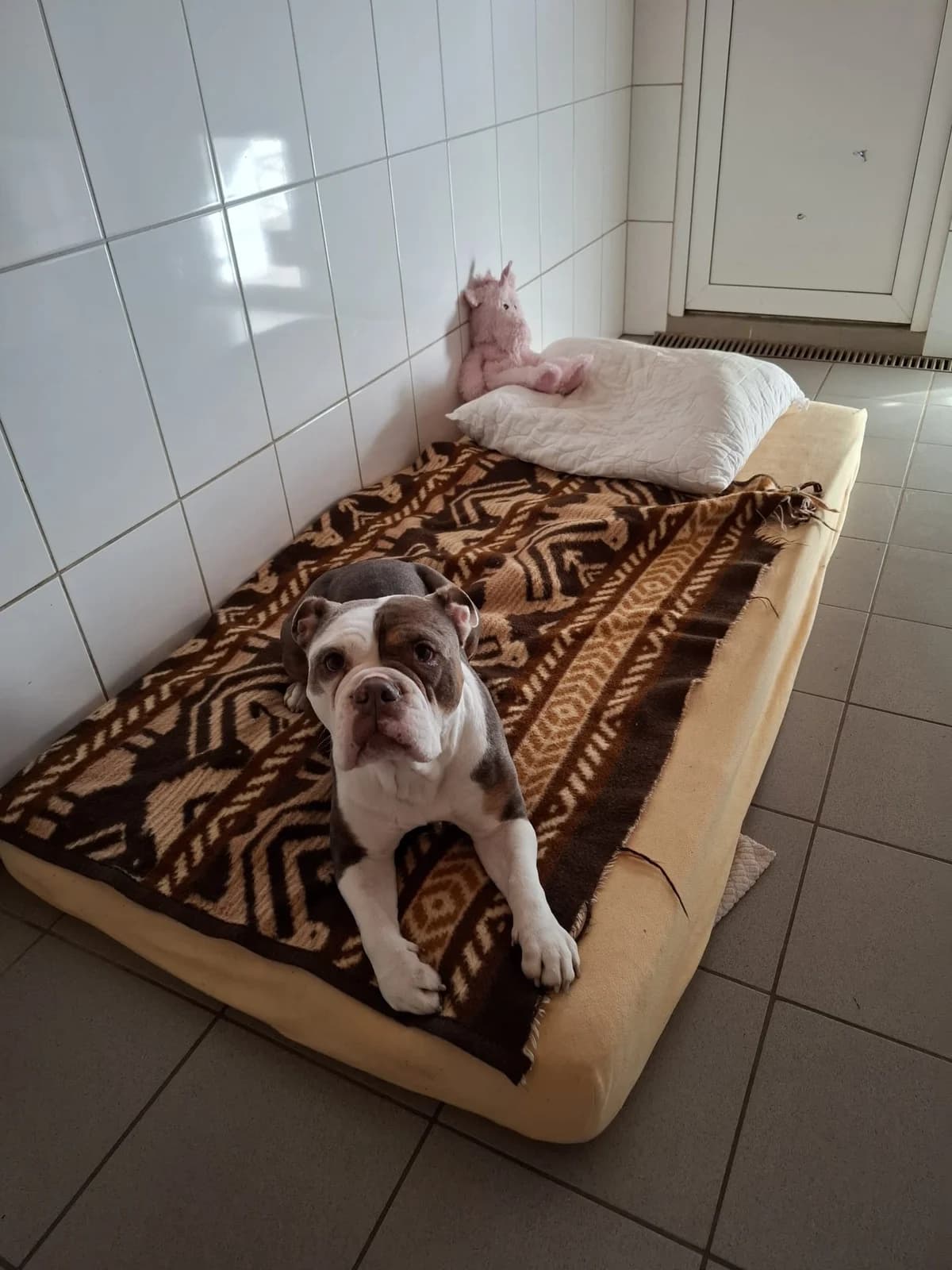 Paula, female English Bulldog for adoption at Tierheimhelden — photo 6 of 6