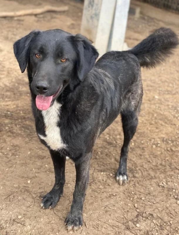 Panthera, female Mixed Breed for adoption at Tierheimhelden — photo 2 of 17